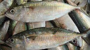 Tentunya anda tidak asing dengan ikan kembung bakar yang selalu ada di etalase rumah makan padang. Jangan Minder Makan Ikan Kembung Gizinya Lebih Tinggi Dari Salmon