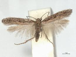 Image result for Scrobipalpula diffluella