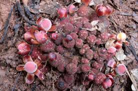 Image result for Balanophoraceae