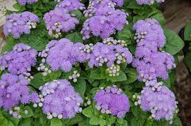 17 Best Images About Gf Ageratum Common Names Flossflower Patio Planters Live Plants Full Shade Plants