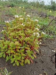 ハマボッス に 似 た 花