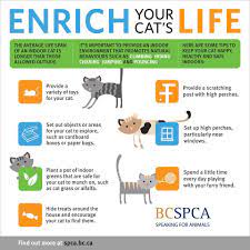 The Average Life Span Of An Indoor Cat Bc Spca Bcspca Facebook