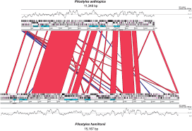 Image result for Pilostyles aethiopica
