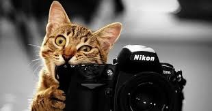  Terbaru 20 Gambar Wallpaper Hewan Lucu Gokil Wallpaper Top Wallpaper Hewan Wallpaper Hewan Lucu Animasi Bergerak Power Point Humor Hewan Lucu Kucing Piaraan