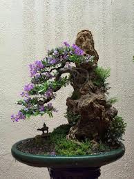 Check spelling or type a new query. Hermoso Indoor Bonsai Tree Bonsai Tree Types Bonsai Forest