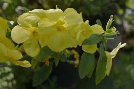 Image result for Reinwardtia indica