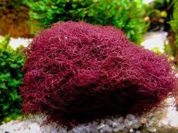 Image result for Polystachya caloglossa