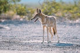 They are easily attracted by the garden, trash, and. What To Do If Coyotes Are Near Your House Nite Guard