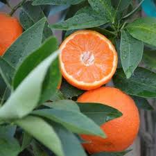 Image result for Citrus reticulata