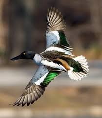 Shoveler synonyms, shoveler pronunciation, shoveler translation, english dictionary definition of shoveler. 51 Northern Shoveler Ideas Waterfowl Duck Hunting Duck