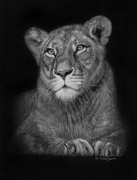 Black And White Animal Drawings Realistic Lioness White Pencil On Black Paper By Melissa Schatzmann Realistic Drawings Black Paper Drawing Black Paper