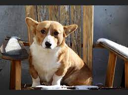 Find a pembroke welsh corgi puppy from reputable breeders near you in montana. Corgi Puppies Rustic Barn Kennels