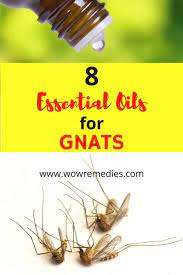 When you go outside, you can spray your clothes, your shoes and socks, and spray the area where. Best Essential Oils For Gnats With Detailed Recipes