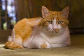 What Is The Average Lifespan Of A Cat Long Cat Cats Happy Cat