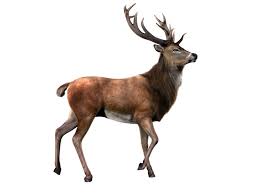 Elk Png By Lg Design On Deviantart Animal Cutouts Animals Interesting Art