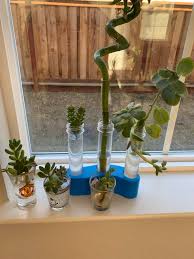 Get directions, reviews and information for local indoor garden store in columbiaville, mi. The Local Home Depot Garden Center Employee Gave Me The Stink Eye And Said She Didn T Think It Was Ok When I Asked If It Was Ok To Take Succulent Leaves Fallen