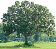 White Oak White Oak Tree Plants Trees To Plant