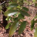 Image result for Brachystegia spiciformis