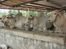 Konstruksi kandang sapi diatas bisa dijadikan contoh untuk membangun kandang sapi yang baik untuk anda. 12 September 2016 Watupasar S Blog
