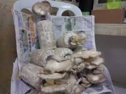 Berikut adalah daftar nama negara dalam bahasa inggris yang kami rangkum dari speaklanguages.com indonesia. Bisnes Cendawan Diy Lady Mushroom Jalan Pasir Puteh Kota Bharu 2021