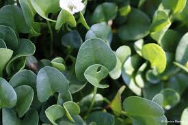 Image result for Falkia