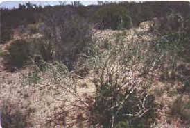 Image result for Acacia tenuispina