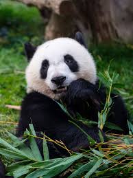 Check spelling or type a new query. 14 Wildlife Cameras Of Animals That Have No Idea The World Is In Crisis Right Now Self