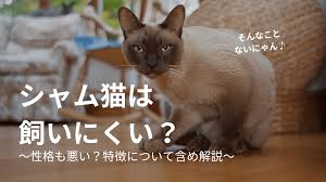 猫と生き笑うためのブログ