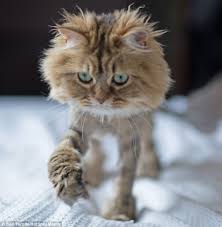 Not all cats like having their tails trimmed. Daisy The Persian Cat Looks Like A Lion After Owners Shave Her Fur Daily Mail Online