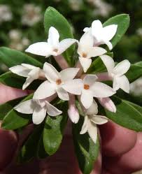 Image result for Synandrodaphne