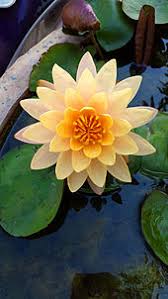 One of the most popular types, the victoria genus, found in the amazon rain forests of south america, are also known as giant water lilies. Nymphaeaceae Wikipedia