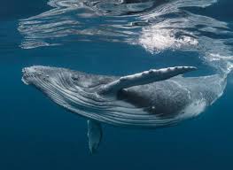 'a humpback whale tried to eat me': Humpback Whale Populations On The Rise After Almost Going Extinct