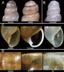 Image result for Cylindropsis