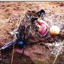 Spiders, these small but fierce predators, live next to us, in our. Nest Of A Female Black Widow Latrodectus Mactans With Dead Prey Hyla Download Scientific Diagram