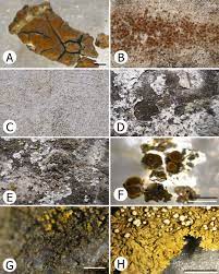 Verrucaria interrupta (anzi ex arnold) j. A Acarospora Subcastanea B Acarospora Holocarpa C Bagliettoa Download Scientific Diagram