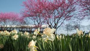 We did not find results for: Spring S Flowering Trees Bring Allergic Sneezes