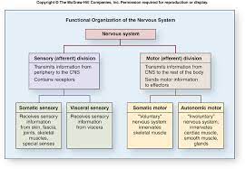 The Physiology Human Diseases The Anatomy And Physiology