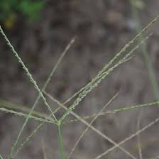 Image result for Digitaria eylesii