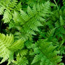 Image result for Dryopteris
