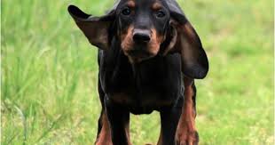 Black And Tan Coonhound Labrador Retriever Mix Pin On That Darn Coon Dog