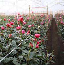 Hours may change under current circumstances Seed To Sale Florists Review