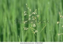Image result for Leersia hexandra