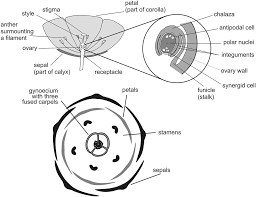 Wind pollinated plants need to be exposed to the wind. Angiosperms Chapter 10 Introduction To Plant Fossils