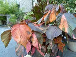 Image result for Acalypha polymorpha