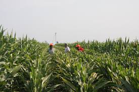 Why Do They Do That? – Detasseling Corn | Iowa Agriculture Literacy
