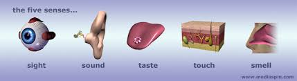 Resultado de imagen para The senses of the body