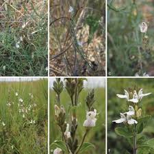 Image result for Meiosperma bracteatum