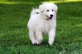 Think a great pyrenees puppy could be right for you? Guide To Great Pyrenees Puppies Lovetoknow