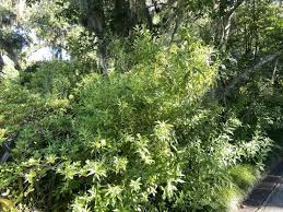 Image result for Cestrum parqui