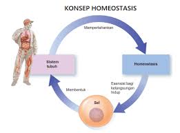 Bab 3 topik 3.1 homeostasis dalam manusia.kebiasaan pelajar menghadapi masalah untuk memahami dan menyelesaikan masalah bab ini. Homeostasis Definisi Dan Konsep Dasar Kerajaan Biologi
